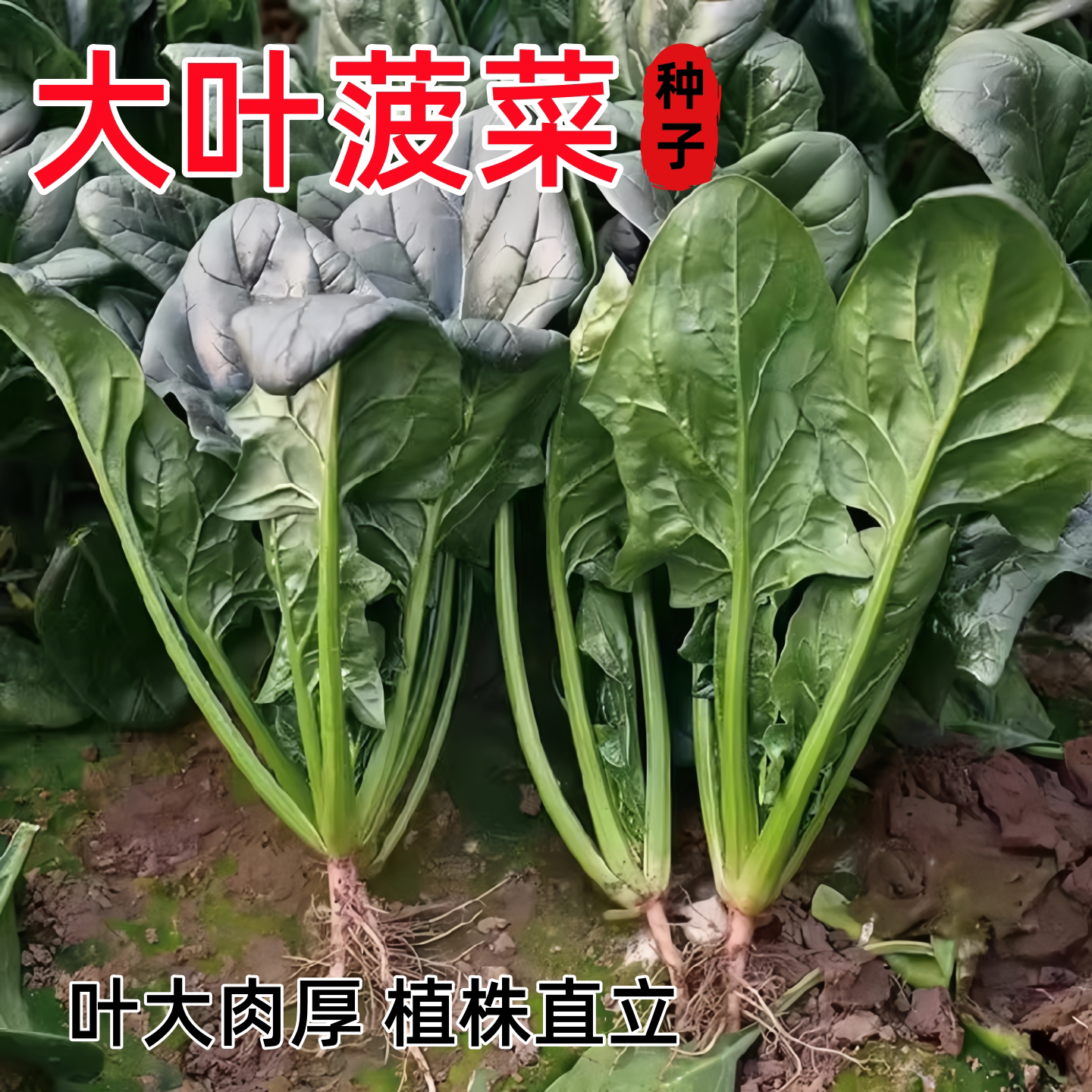 菠菜种子四季红根种籽耐寒耐热图片