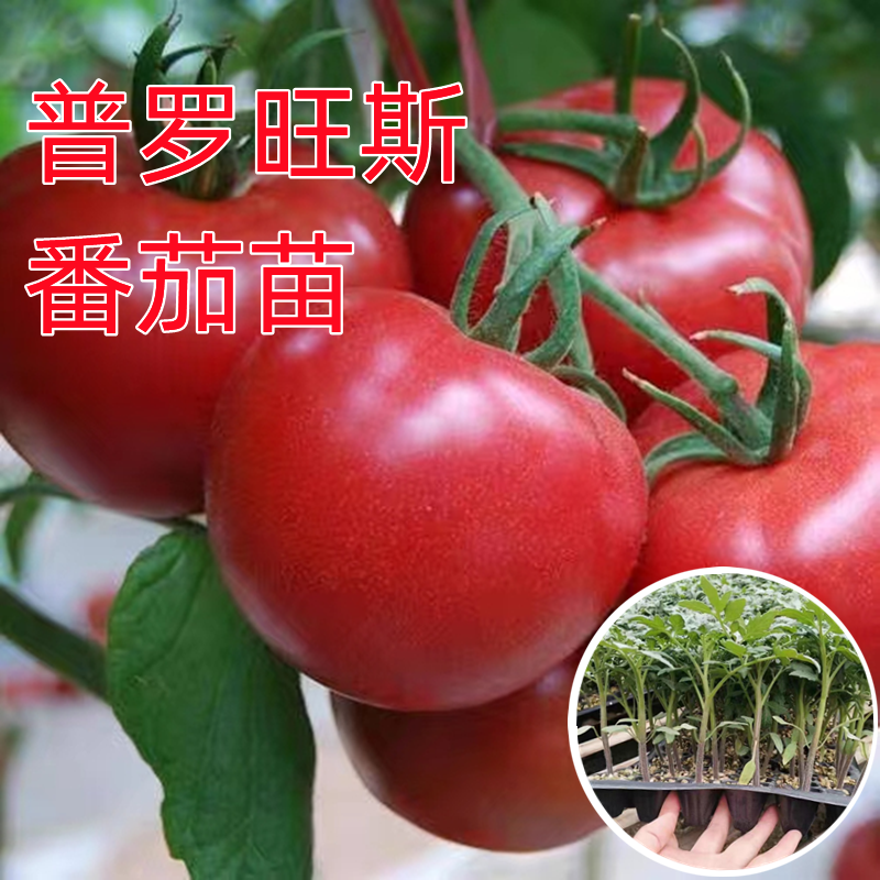早熟口感番茄苗春夏高产沙瓤菜苗