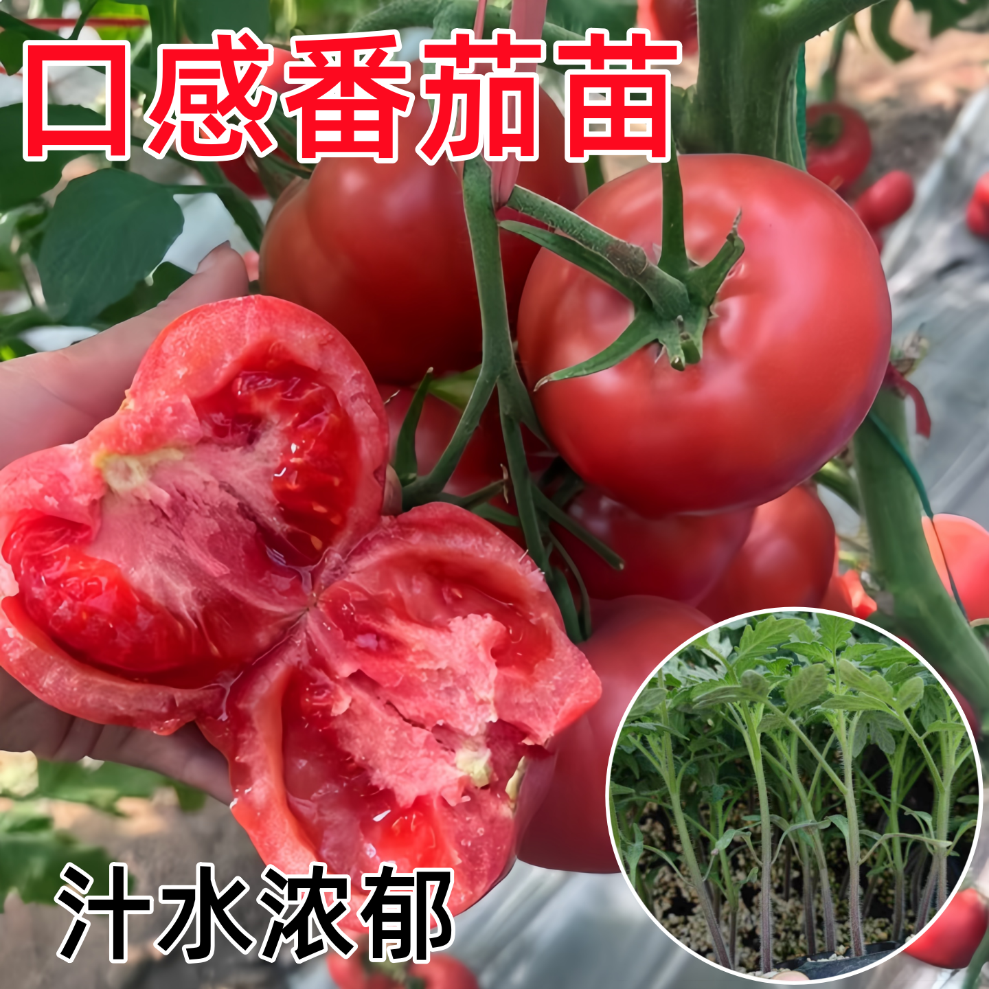 口感番茄苗秧苗老品种沙瓤番茄种