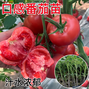 口感番茄苗秧苗老品种沙瓤番茄种苗抗病高产春秋四季 蔬菜籽种大全