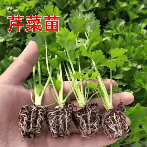 芹菜苗秧批发皇后西芹苗实心四季