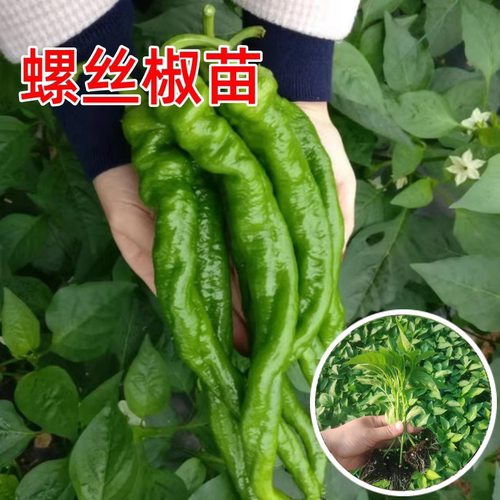 高产螺丝椒苗辣椒苗秧苗四季菜苗