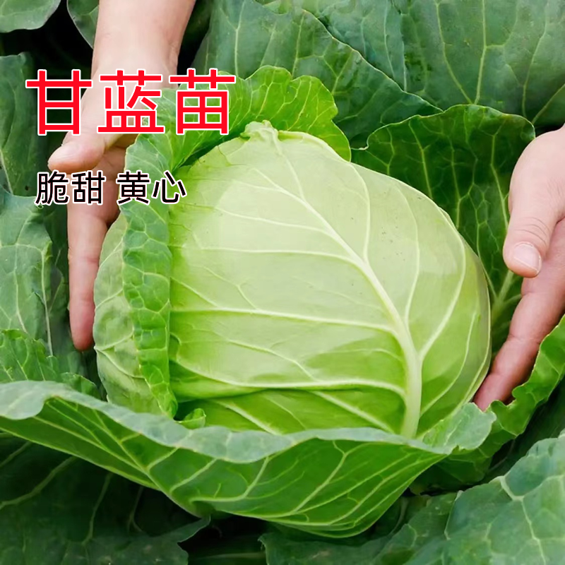 绿甘蓝苗水果甘兰苗圆白菜苗大头菜包心菜秧子春秋季种高产蔬菜苗-封面