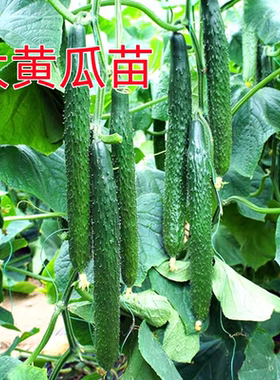 黄瓜苗秧苗嫁接苗水果油亮强雌青瓜旱小阳台盆栽蔬菜籽菜苗菜种孑