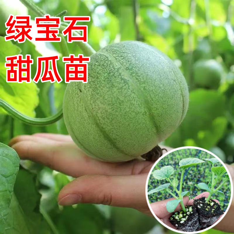 早熟绿宝石甜瓜苗四季高产水果苗