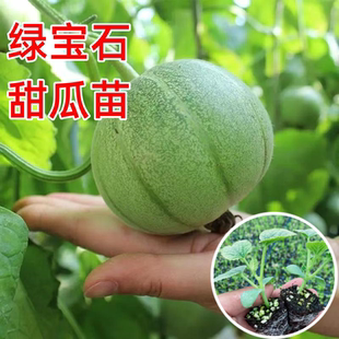 绿宝石甜瓜苗秧子籽香瓜种苗早熟羊角蜜甜瓜苗大全南北方种蔬菜苗