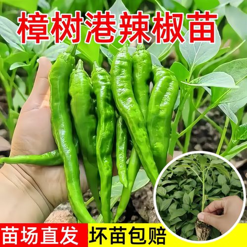 阳台盆栽辣椒苗秧苗香辣朝天椒苗