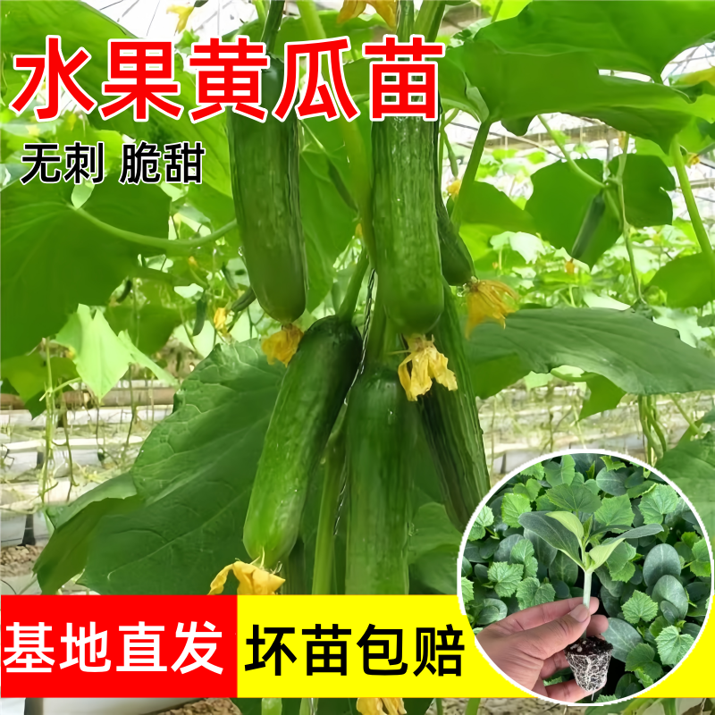 无刺水果黄瓜苗子四季播种盆栽苗