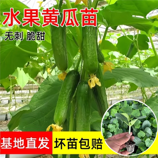 荷兰无刺水果黄瓜种子苗小黄瓜旱黄瓜青瓜种孑四季 盆栽阳台蔬菜籽