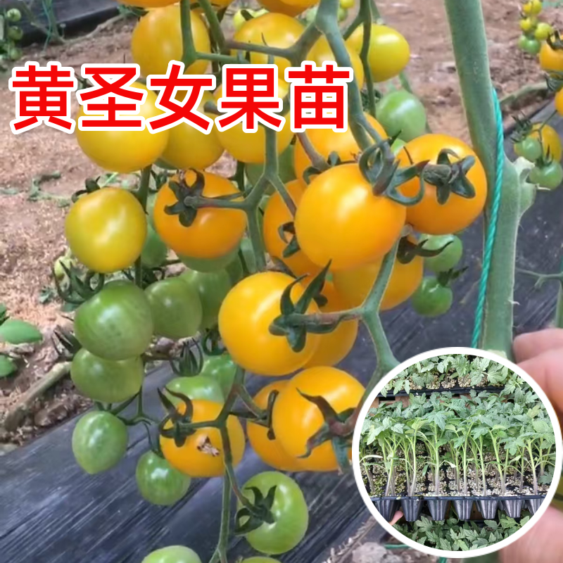 夏日阳光黄圣女果苗四季小番茄苗