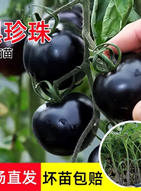 黑珍珠番茄苗秧苗樱桃小西红柿幼苗紫圣女果苗种子籽四季盆栽菜苗