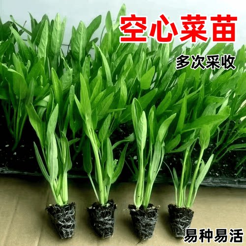三叉大叶空心菜苗秧苗子多次采收