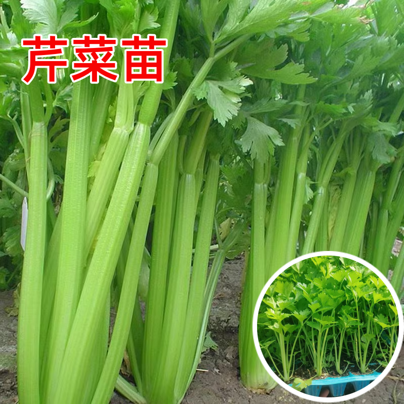 老品种芹菜苗四季法国皇后西芹苗