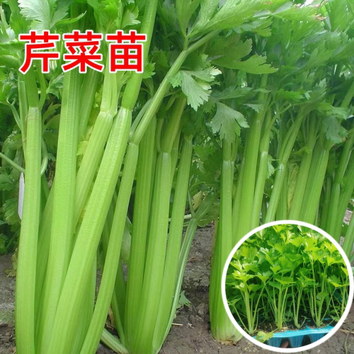老品种芹菜苗四季法国皇后西芹苗