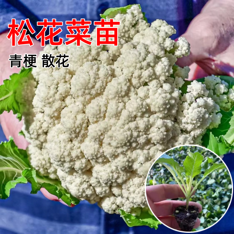 松花菜苗青梗秋冬季种耐寒蔬菜苗