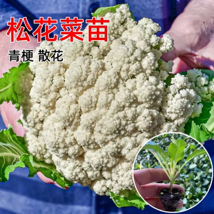 青梗松花菜苗秧苗散菜花苗花椰菜苗白菜花耐寒秋冬季 种盆栽蔬菜苗