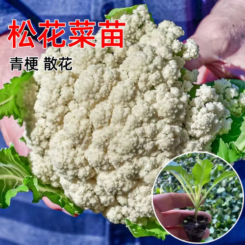 松花菜苗青梗秋冬季种耐寒蔬菜苗