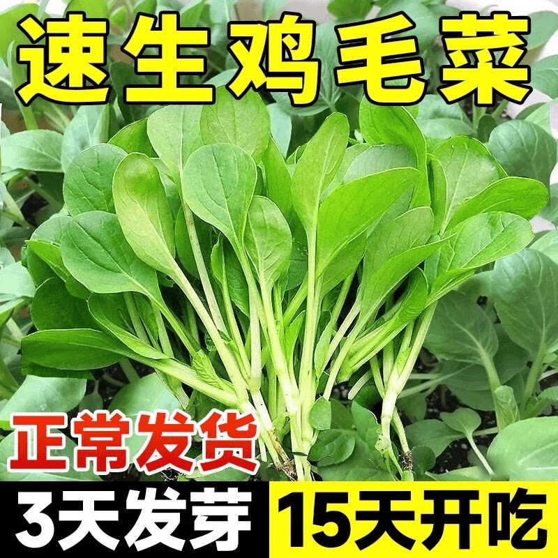 四季速生鸡毛菜种子阳台盆栽青菜图片