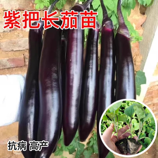 茄子苗秧苗紫把长茄苗大龙茄苗线茄幼苗黑圆茄种苗嫁接四季蔬菜苗