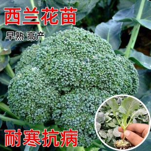 西蘭花種孑苗青花菜種籽西藍椰菜苗早熟高產(chǎn)春秋四季 蔬菜秧子大田