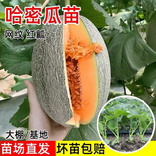 西州蜜25号哈密瓜苗子网纹哈密瓜苗秧冰淇淋甜瓜苗新疆正宗南方种