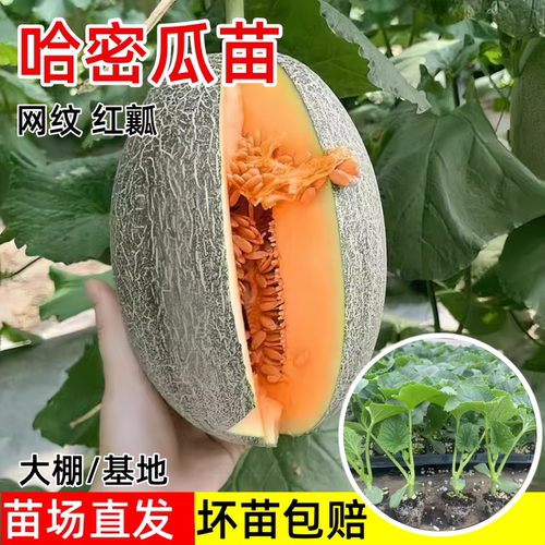 西州蜜25号哈密瓜苗秧网纹冰淇淋