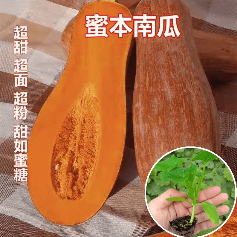 老品种蜜本南瓜苗早熟板栗味四季