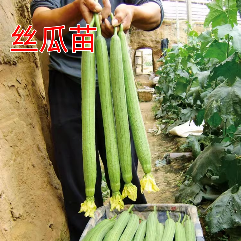 高产丝瓜苗秧苗长丝瓜种籽子春夏庭院种植菜种籽四季播蔬菜苗种孑-封面