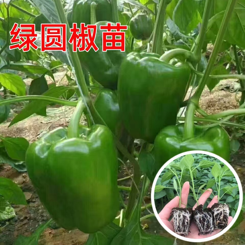 绿圆椒苗春季辣椒苗秧苗甜方太空
