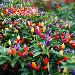 七彩辣椒苗多彩椒種籽孑苗觀賞椒種苗青紅椒四季 盆栽陽臺菜苗子秧