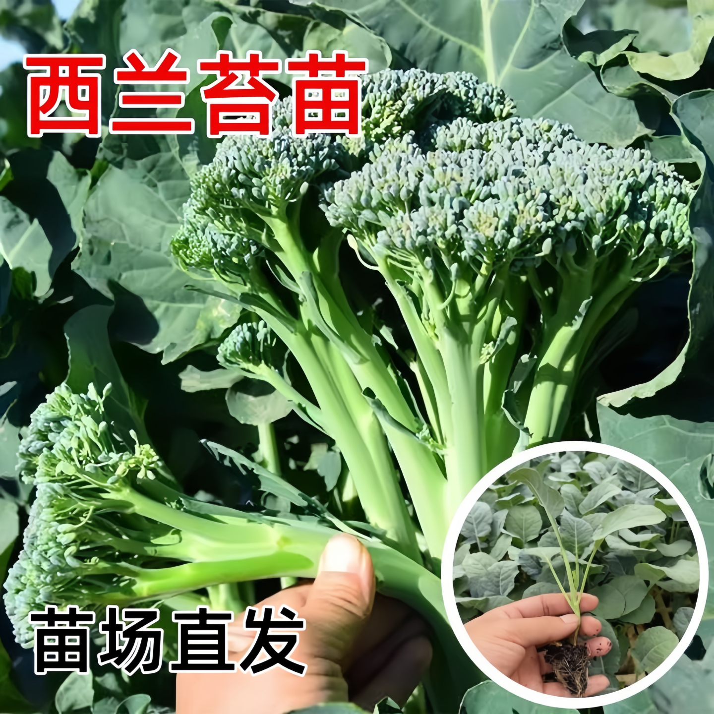 西兰苔苗秧苗四季菜种籽苗蔬菜苗