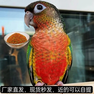 小太阳黄边凤梨肉桂绿颊虎皮和尚标识小鸟类混合雏鹦牡丹鹉类鸟粮