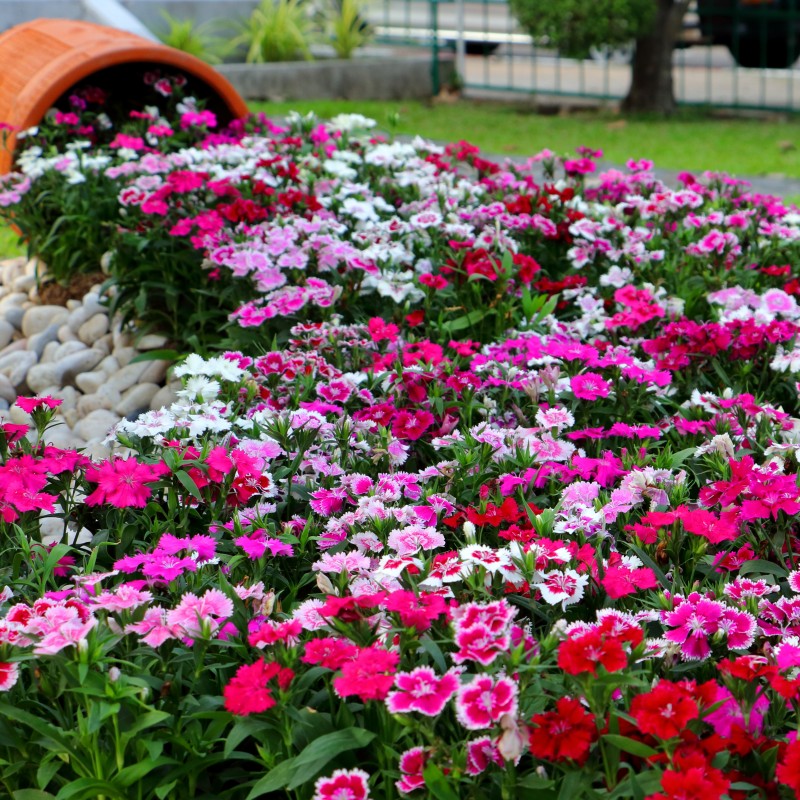 石竹种子四季播种开花耐寒花种子
