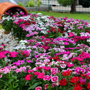 五彩石竹种子花种籽子四季播种开花矮生欧石竹庭院阳台耐寒花种子