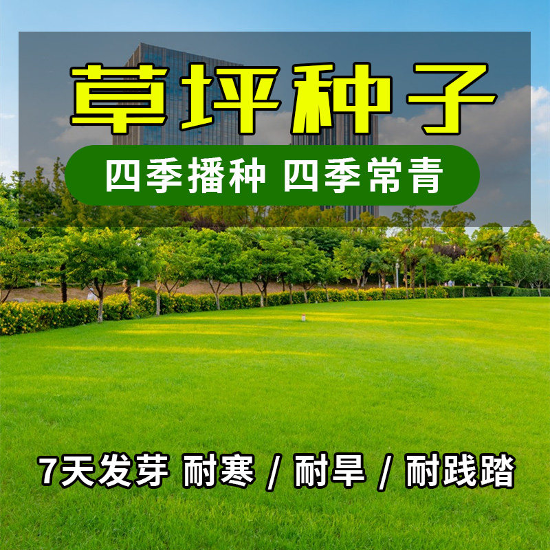 青z青四季长青耐寒耐旱