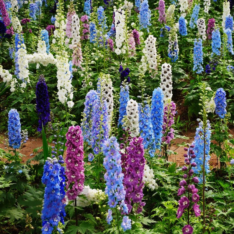 大花飞燕草花种子耐寒四季种开花