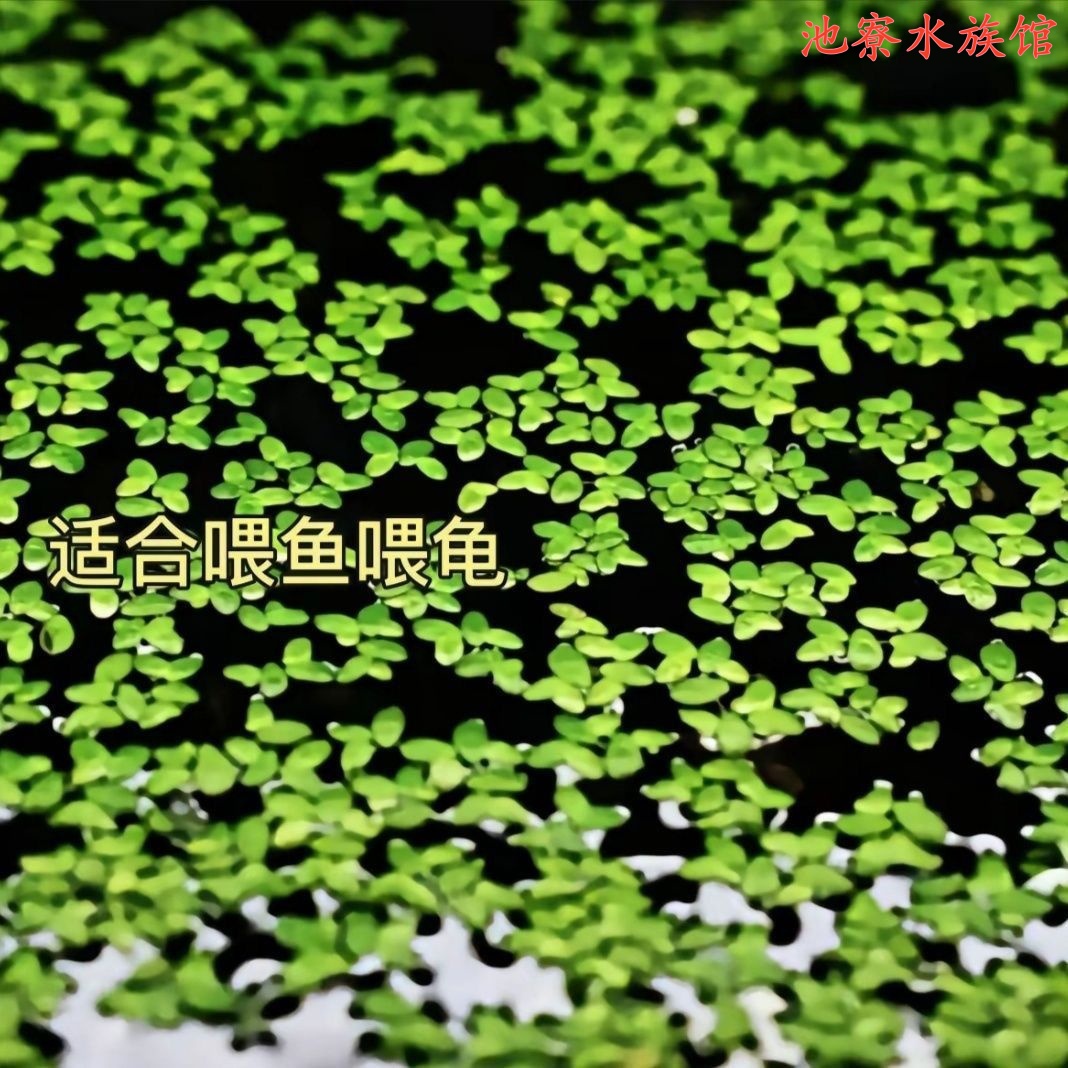 浮萍水草水葫芦养鱼龟虾水生水培