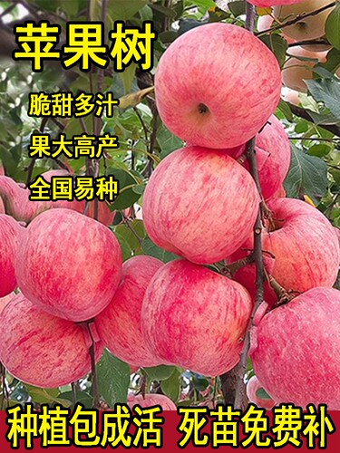 苹果树苗盆栽南方北方种植地栽冰糖心苹果苗活苗矮化果树当年结果