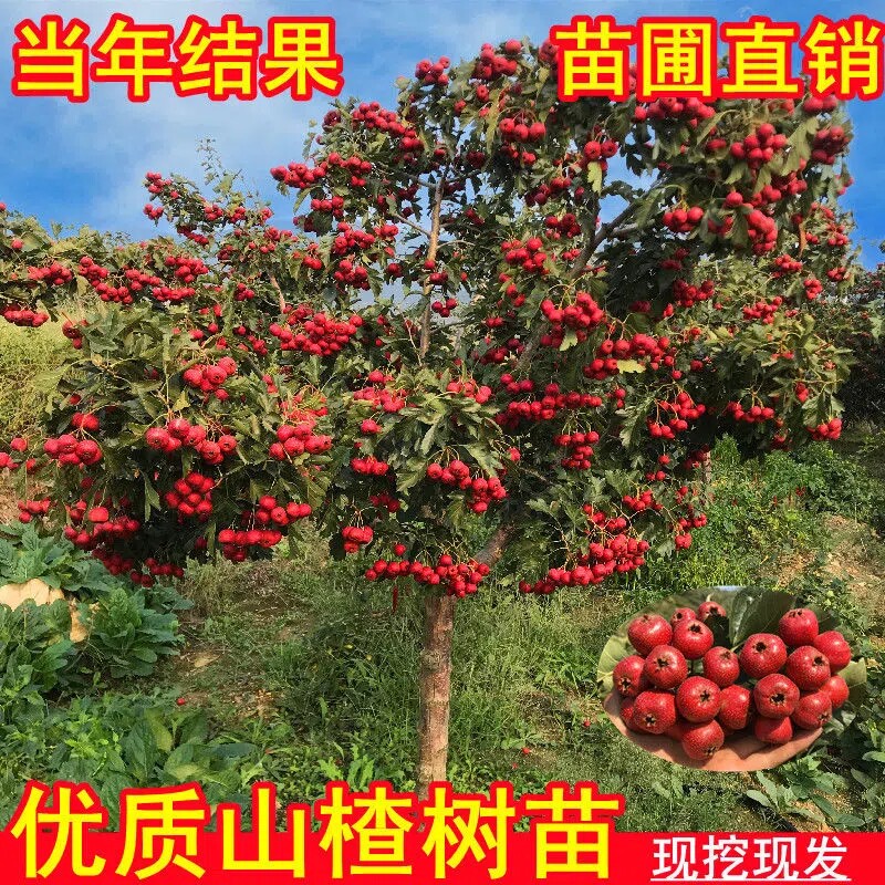 山楂树活苗嫁接盆栽地栽南北方庭院种植特大果树山楂树苗当年结果