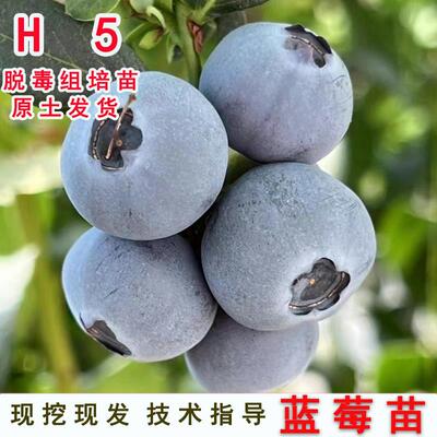 L25蓝莓树果苗早熟耐寒蓝莓苗四季盆栽庭院地栽南北方种当年结果
