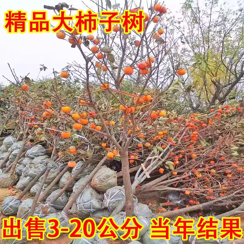 脆甜柿子树带土球庭院果树大果苗