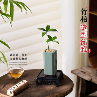 幸运四叶草竹柏盆栽室内办公室桌面绿摆件植迷你微景观花草小盆景