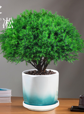雾松盆栽植物室内四季常青绿植好养易活阳台办公室桌面绿色小盆景
