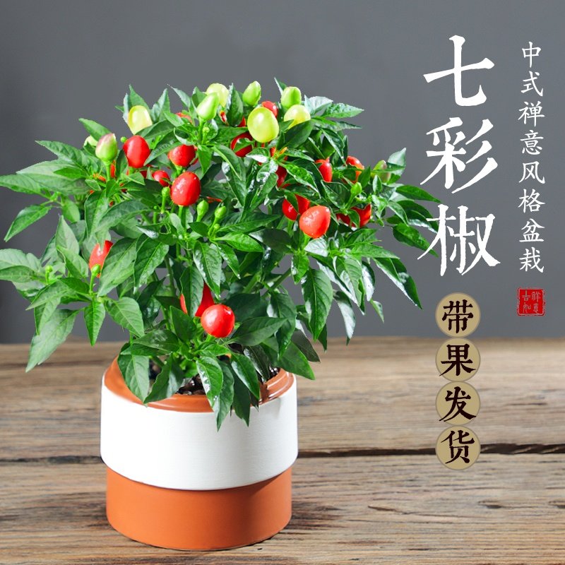 七彩辣椒盆栽小辣椒五彩椒树苗带果可食用新鲜植物好养活花卉绿植