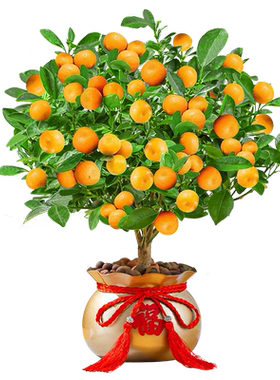金桔树盆栽带果发货可食用植物花