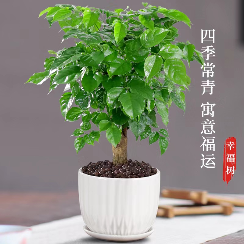 幸福树绿植盆栽室内植物平安树绿宝老桩大颗四季青吸甲醛花卉盆景 鲜花速递/花卉仿真/绿植园艺 绿植 原图主图