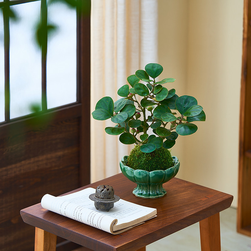 小盼菩提盆栽室内水培植物苔藓球绿植办公室桌面摆件禅意盆景带果,鲜花速递/花卉仿真/绿植园艺,造型盆景,淘宝优惠券,粉丝福利购,淘宝优惠卷