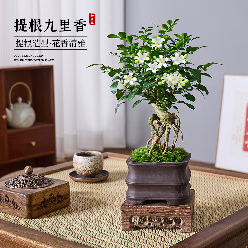 老桩造型九里香盆栽室内植物桌面茶几中式禅意微型小盆景花卉绿植