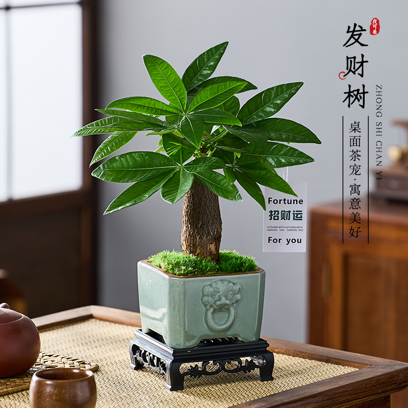 发财树小盆栽室内绿植办公室桌面好养玄关摆件中式禅意招财运盆景