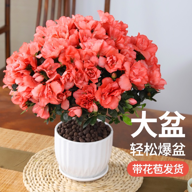 杜鹃花盆栽花卉带花苞植物室内名贵大颗老桩四季观花好养易活绿植